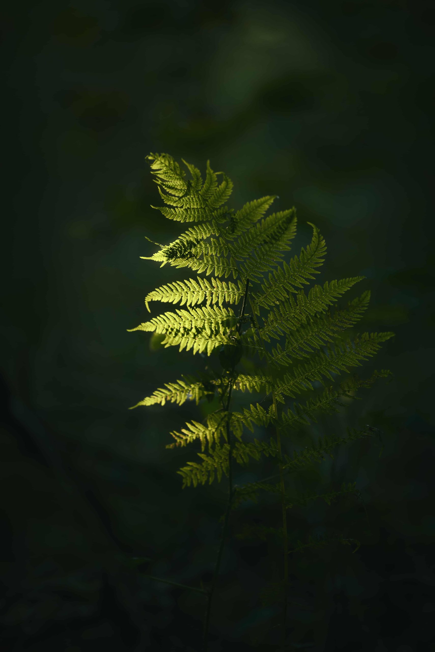 A closeup shot of a green plant branch with a blurred dark background
