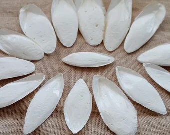 Cuttlefish Bone