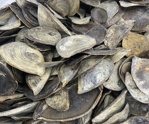 Operculum